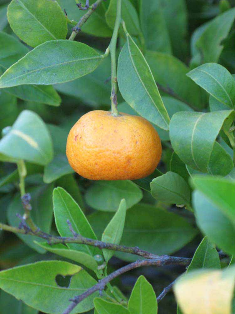            Fruit of  Citrus reshni           (Cleopatra, Riverside, CA)   